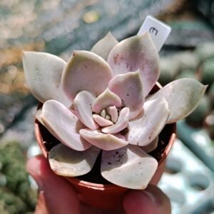 Echeveria Carmelita