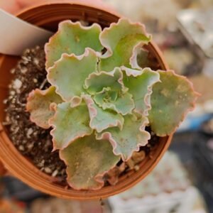 Echeveria Dorothy