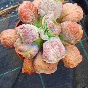Echeveria Etna