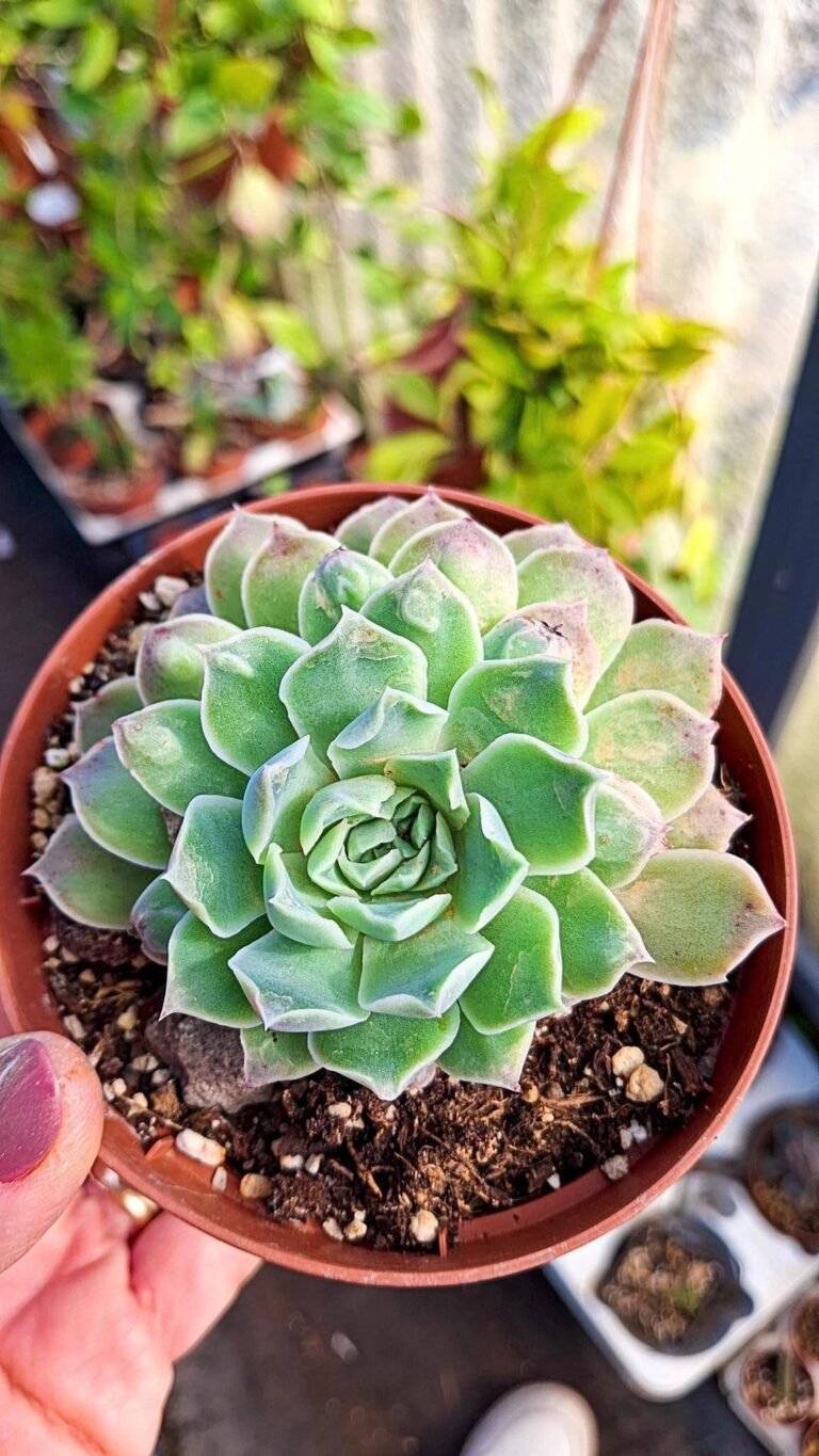 Siracactus-Succulente-Echeveria-Heart-choice-1.jpg