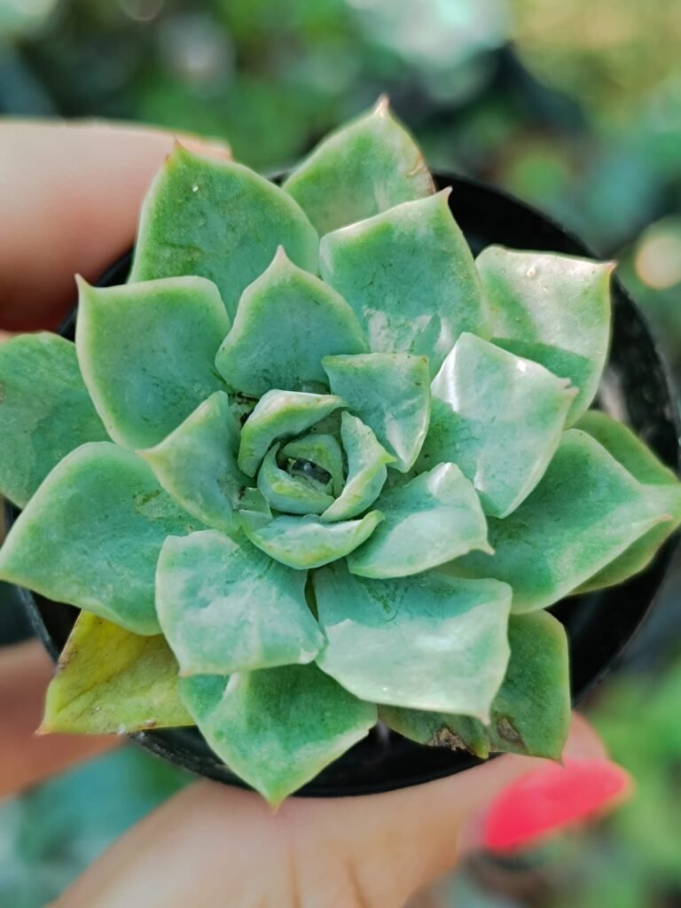 Siracactus-Succulente-Echeveria-Hercules-mostruosa.jpg