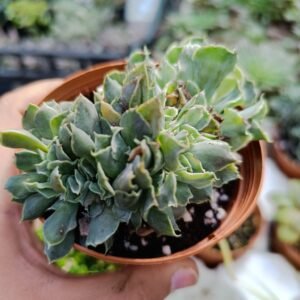 Echeveria Niki crestata