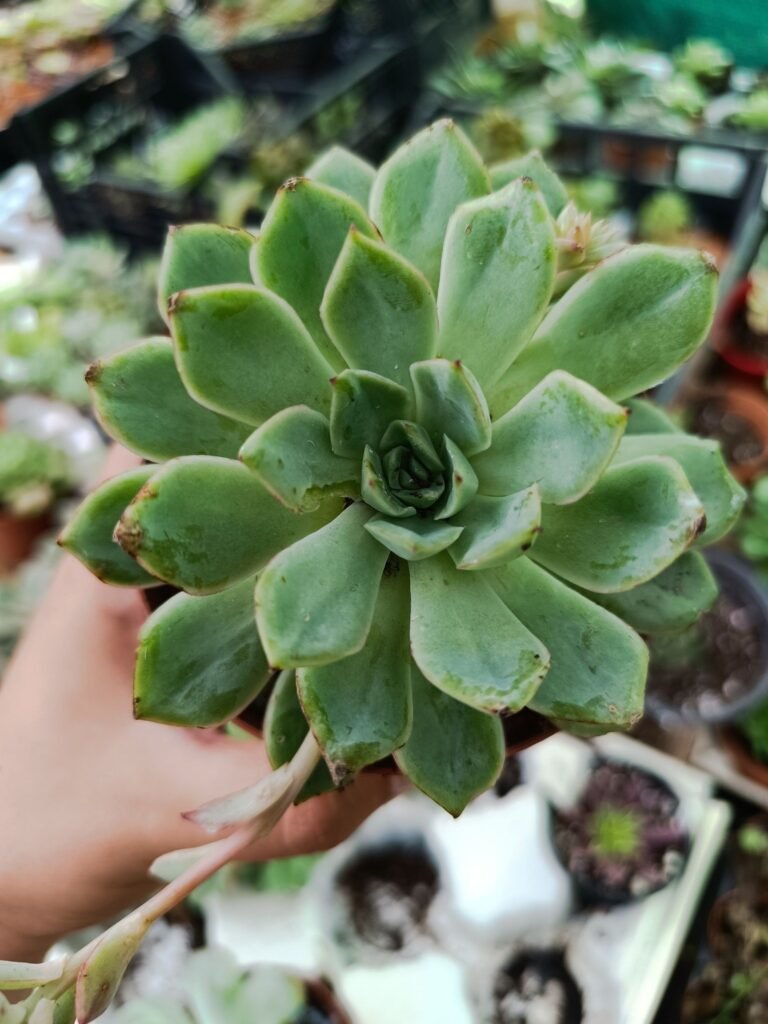 Siracactus-Succulente-Echeveria-SP-2-1-3.jpg