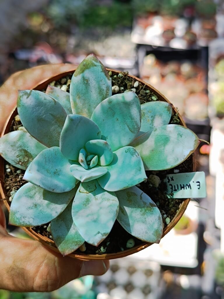 Siracactus-Succulente-Echeveria-White-lotus-korean-2.jpg