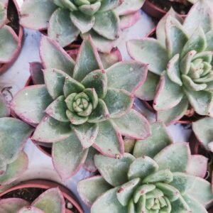 Echeveria Agavoides