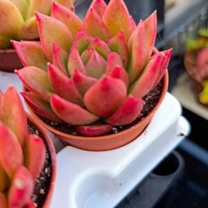 Echeveria Agavoides