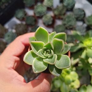 Echeveria Albicans x Oviferum