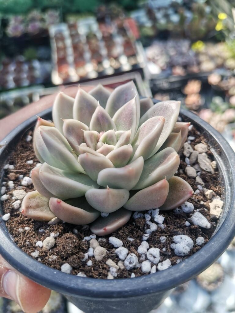 Siracactus-Succulente-Echeveria-anubis-tobarensis-x-hyalina-2.jpg