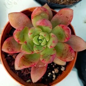 Echeveria Aphrodite