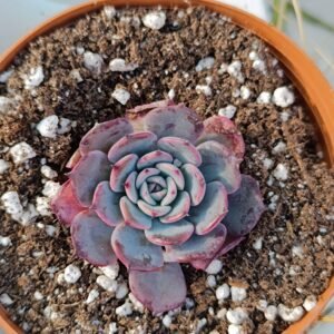 Echeveria Azulita