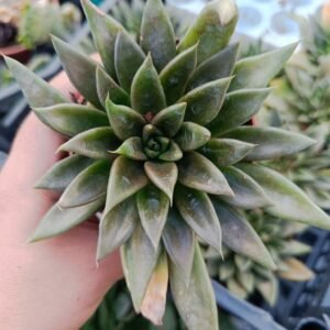 Echeveria Bifida
