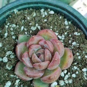 Echeveria Black Berry