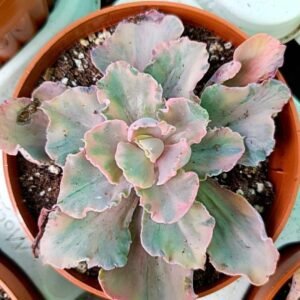 Echeveria chantilly marginata variegated korean