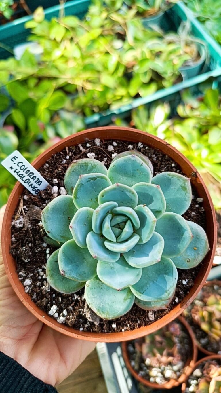 Siracactus-Succulente-Echeveria-colorata-x-halbingeri.jpg