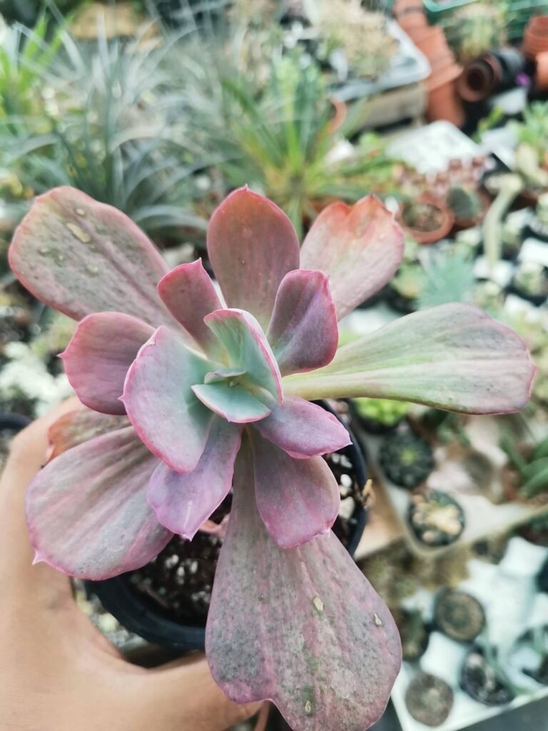 Siracactus-Succulente-Echeveria-dream-and-fantasy.jpg