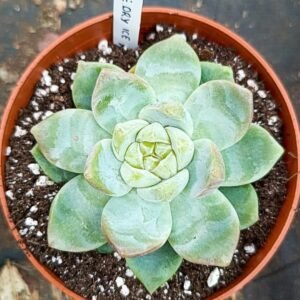 Echeveria dry ice korean