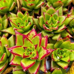 Echeveria Agavoides Ebony