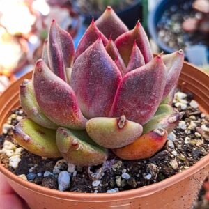 Echeveria eyline chocolate koreana