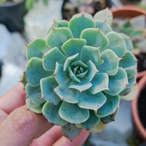 Echeveria Glauca