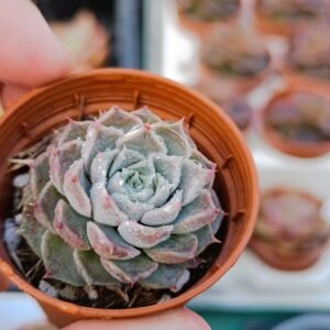 Echeveria Hyalina