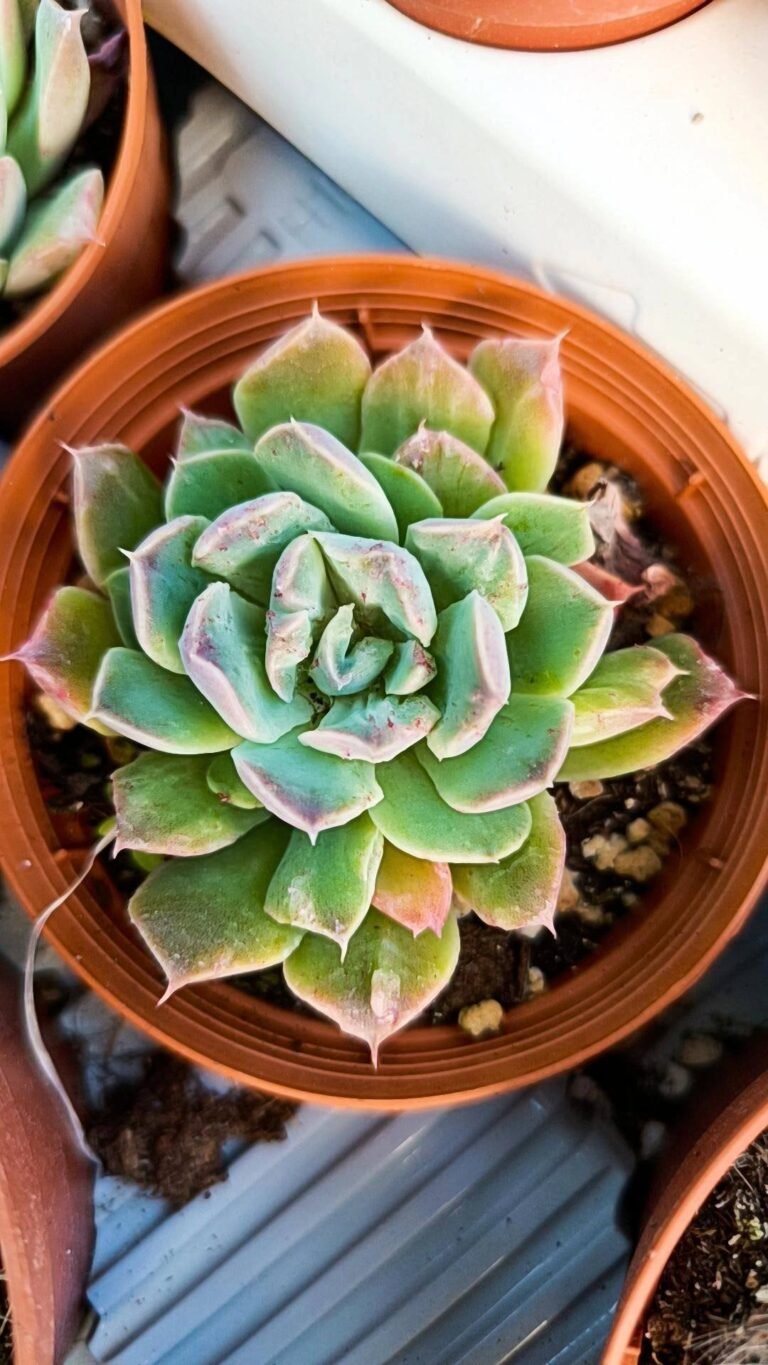 Siracactus-Succulente-Echeveria-hyalina-x-laui.jpg