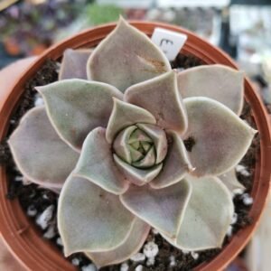 Echeveria Impi
