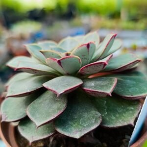 Echeveria Longissima