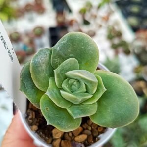 Echeveria Lovely Rose