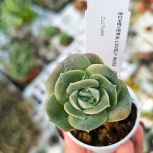 Echeveria Lovely rose
