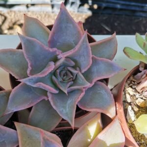 Echeveria Madiba x romeo