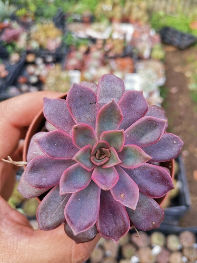Siracactus-Succulente-Echeveria-mina.jpg