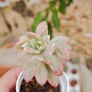 Echeveria Minibelle Variegata
