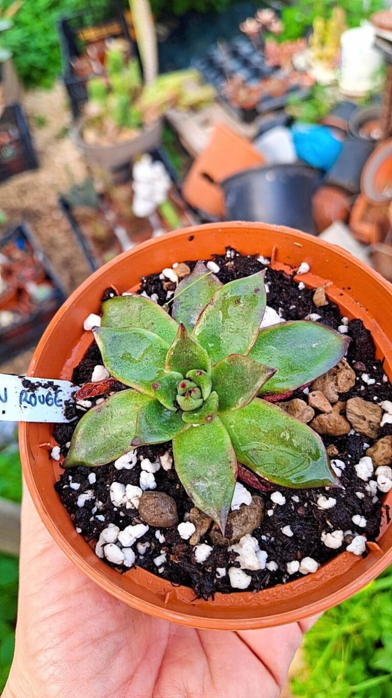 Siracactus-Succulente-Echeveria-neon-rouge-korean.jpg