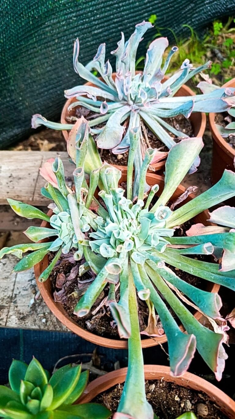 Siracactus-Succulente-Echeveria-pinky-trumpet-1.jpg