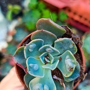 Echeveria Raindrops