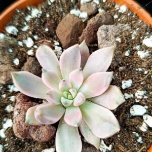 Echeveria Red diamond Variegata korean
