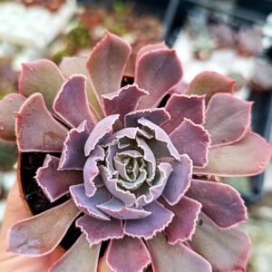 Echeveria Shaviana