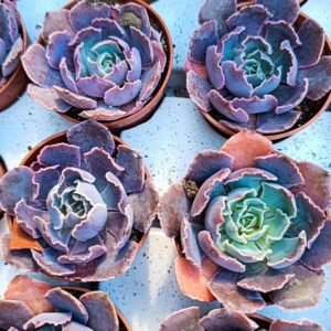 Echeveria shaviana Pink frills