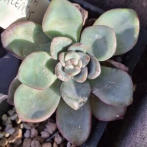 Echeveria SP