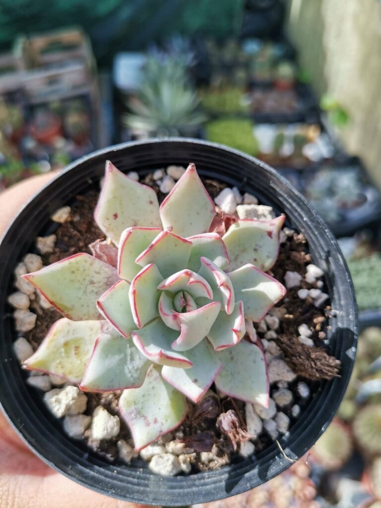 Siracactus-Succulente-Echeveria-strictiflora-2.jpg