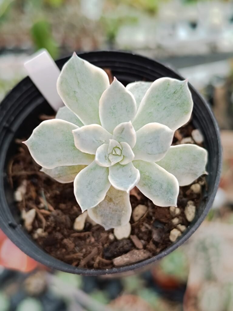 Siracactus-Succulente-Echeveria-subsessilis-variegata-korean.jpg