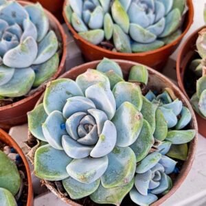 Echeveria Tiny Burger