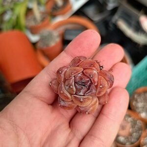 Echeveria Zijin korean