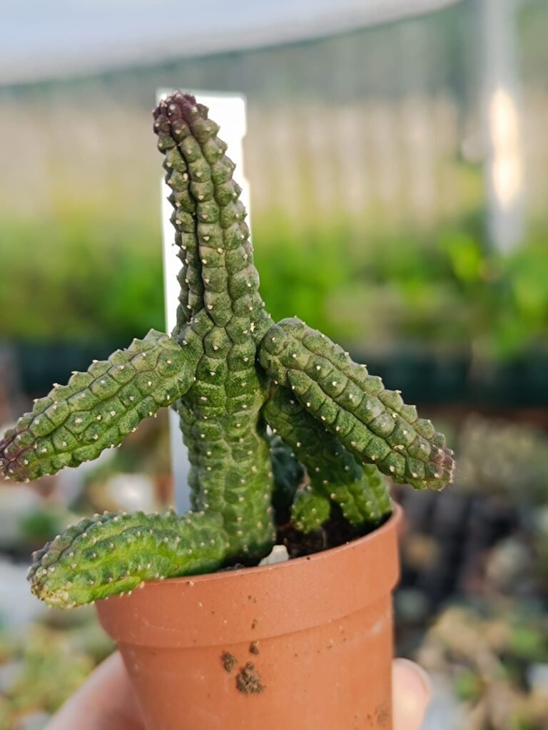 Siracactus-Succulente-Echidnopsis-cereiformis.jpg