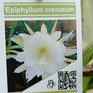 Epiphyllum crenatum f bianco o lingua di suocera