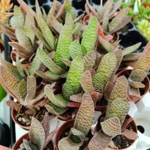 Gasteria Bicolor