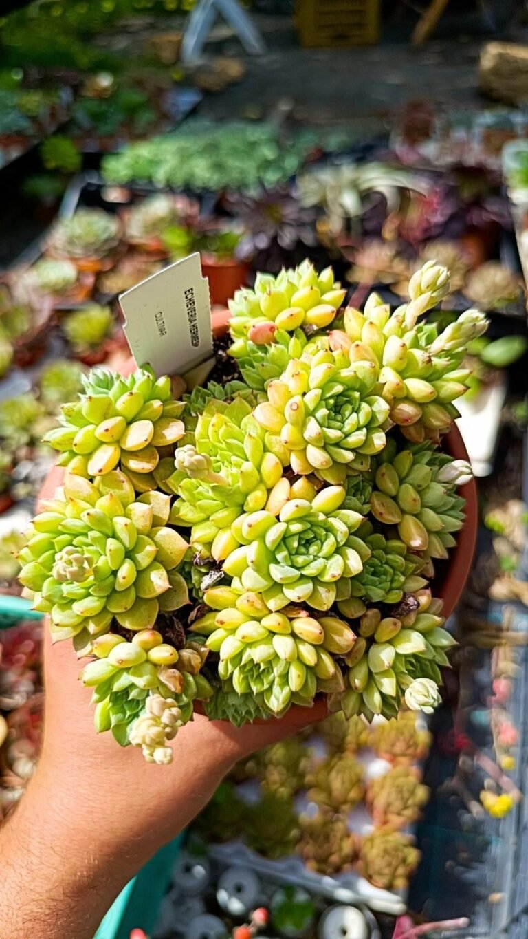 Siracactus-Succulente-Graptopetalum-Hermes.jpg