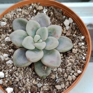 Graptopetalum Ellen korean