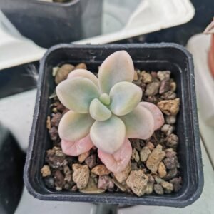 Graptopetalum Ellen variegata korean