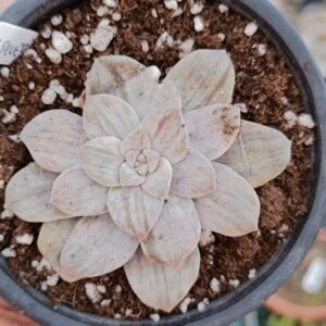 Graptopetalum silverbum korean